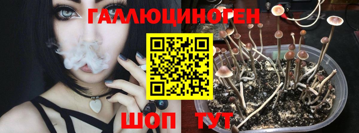 Псилоцибиновые грибы мухоморы Томск